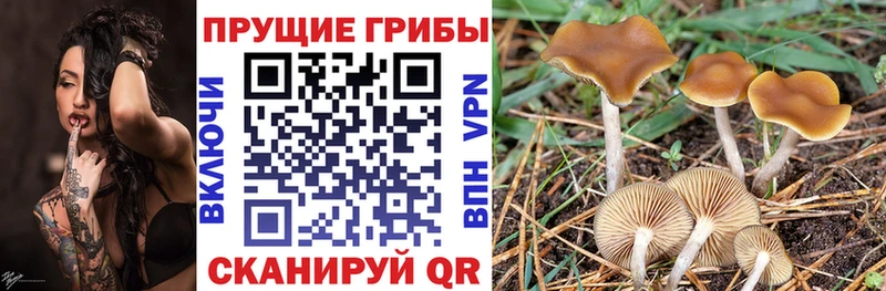 Псилоцибиновые грибы Psilocybine cubensis  Купить где  Маркс 